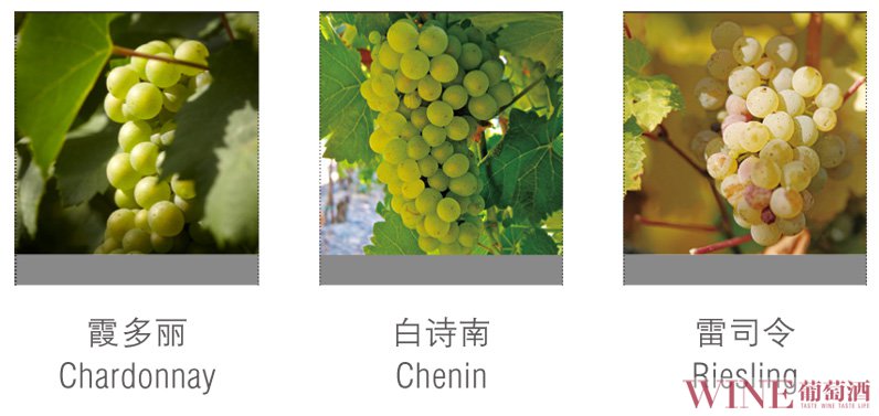 主要白葡萄品种