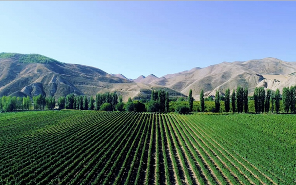 工信部：将加大对新疆葡萄酒产业发展的支持力