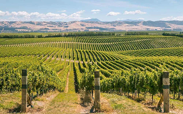 2022年采收季有望补足新西兰葡萄酒储备