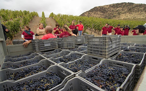 2022年欧洲葡萄产量下跌，价格预计上涨10%