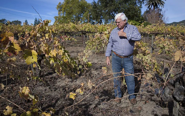 加州葡萄酒产区128年来罕见干旱
