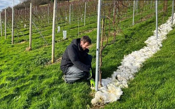 威尔士酿酒厂使用羊毛来催熟葡萄