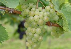 专家保护酿酒葡萄母品种白古埃免于灭绝