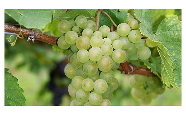 瑞士科学家拯救濒危葡萄品种