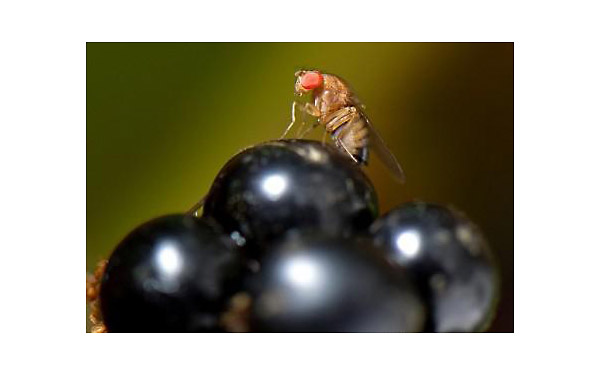 <b>● 德国葡萄园面临果蝇威胁</b>
