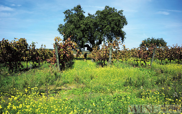 阿连特茹：葡萄酒国里的桃花源