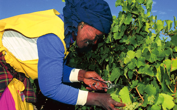 <b>南非葡萄酒行业创造大量工作机会</b>